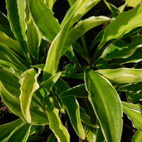 Hosta  'Stiletto'